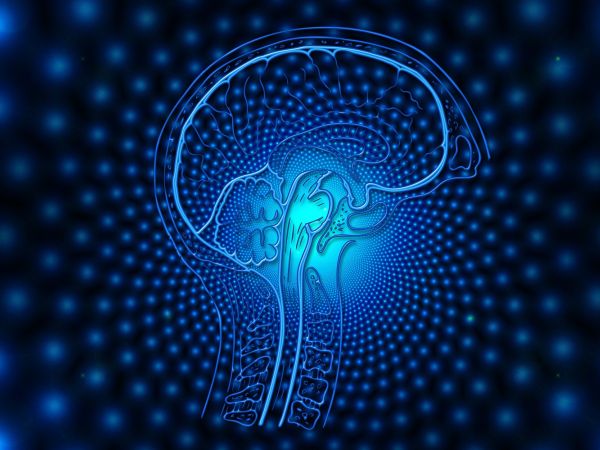 brain